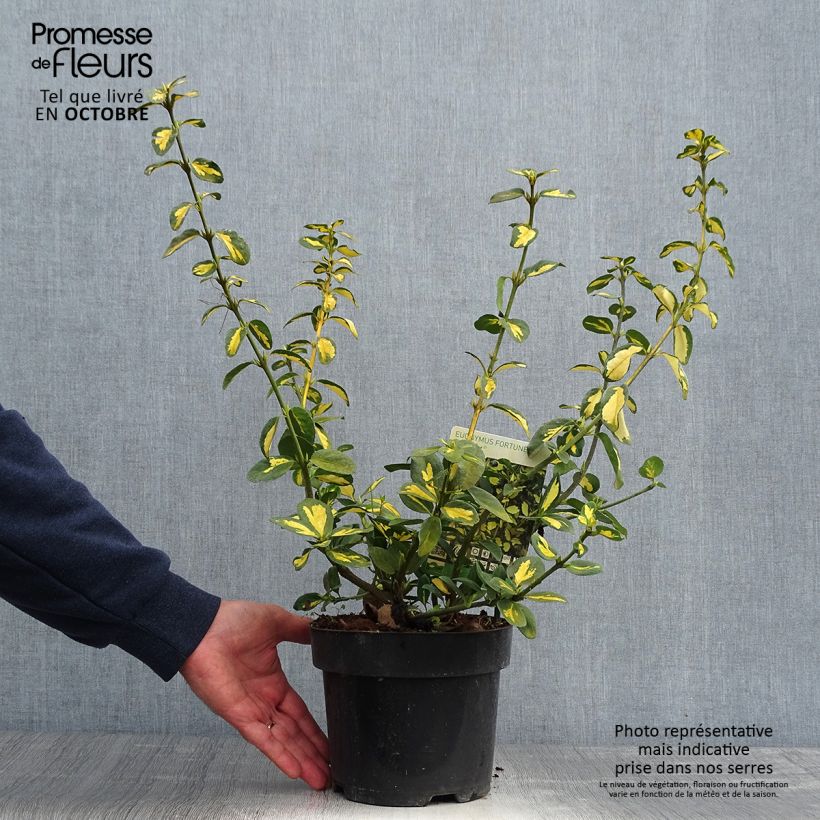 Euonymus fortunei Blondy - Spindle 2L/3L pot sample as delivered in autumn