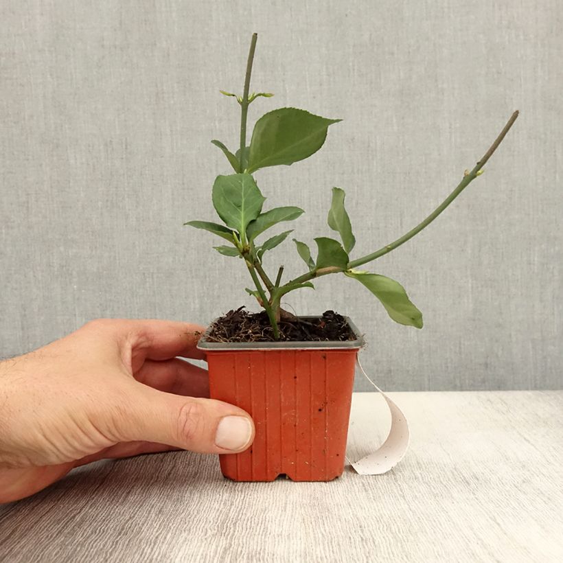 Euonymus fortunei Darts Blanket - Spindle 8/9 cm pot sample as delivered in autumn