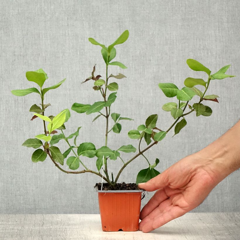 Euonymus fortunei Darts Blanket - Spindle 8/9 cm pot sample as delivered in spring