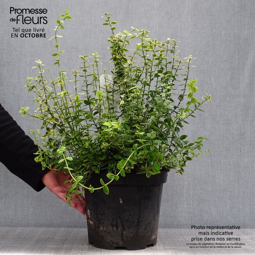 Euonymus fortunei Emerald n gold - Spindle 4L/5L pot sample as delivered in autumn