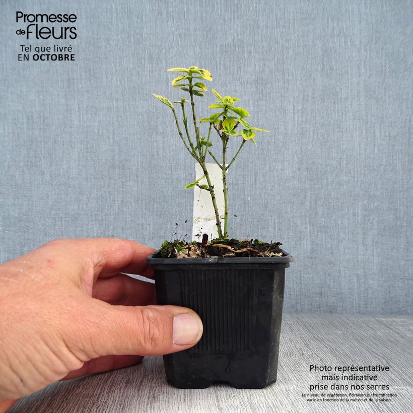 Euonymus fortunei Emerald n gold - Spindle 8/9 cm pot sample as delivered in autumn