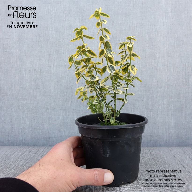 Euonymus fortunei Emerald n gold - Spindle 1L/1.5L pot sample as delivered in autumn