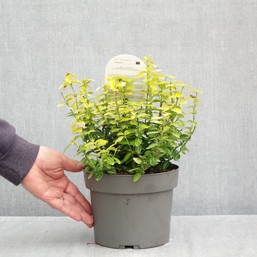 Euonymus fortunei Goldy - Spindle 3L/4L pot sample as delivered in autumn
