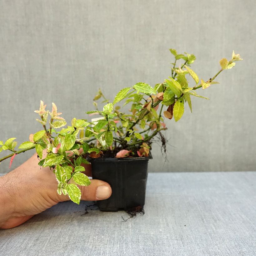 Euonymus fortunei Harlequin - Spindle 8/9 cm pot sample as delivered in autumn