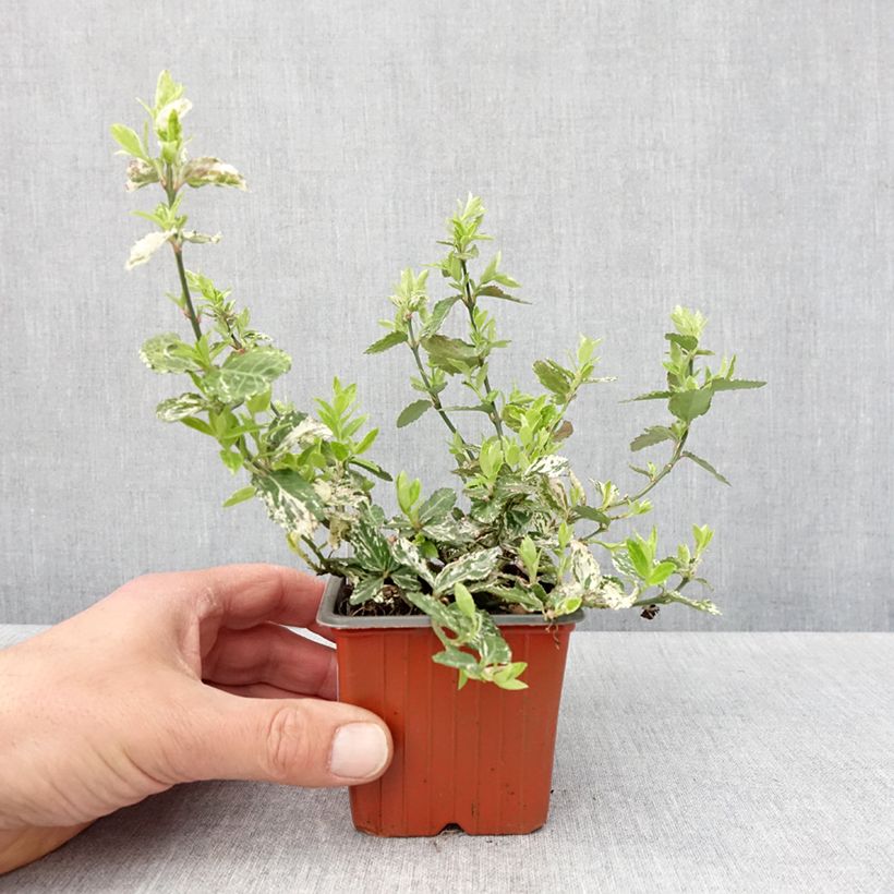 Euonymus fortunei Harlequin - Spindle 8/9 cm pot sample as delivered in spring