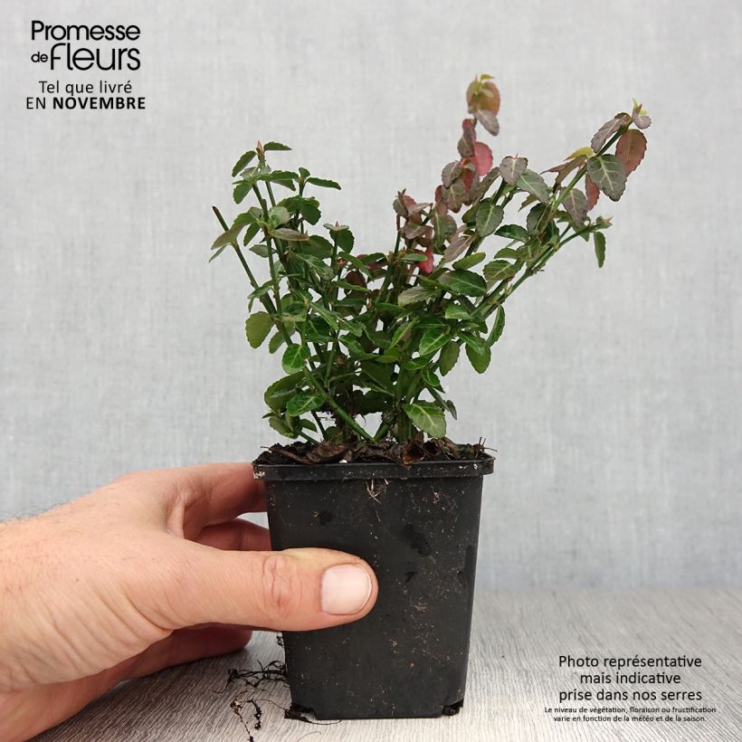 Euonymus fortunei Radicans - Spindle 8/9 cm pot sample as delivered in autumn