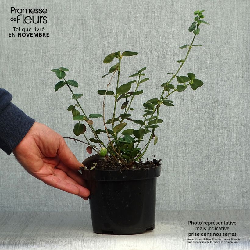 Euonymus fortunei Radicans - Spindle 1L/1.5L pot sample as delivered in autumn