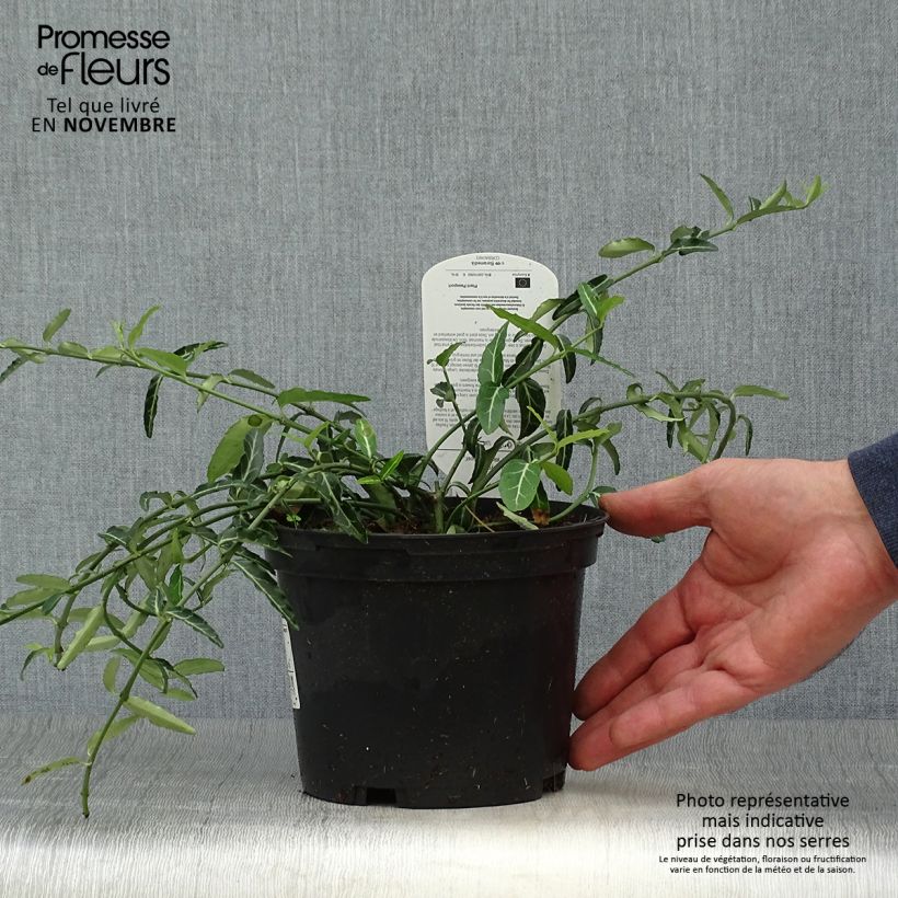 Euonymus fortunei var. radicans Wolong Ghost - Spindle 2L/3L pot sample as delivered in autumn