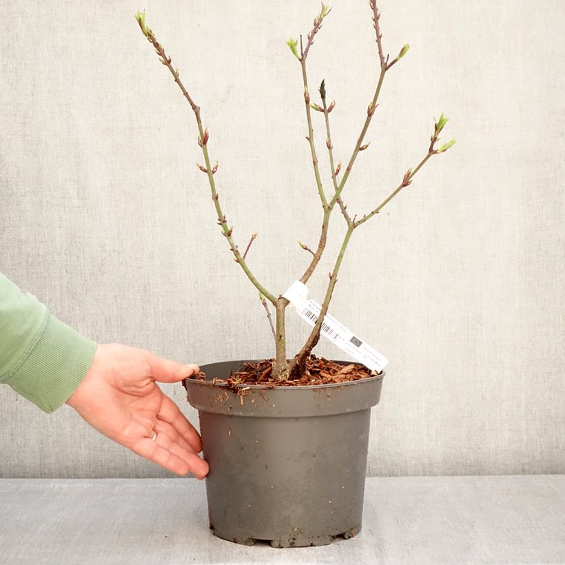 Euonymus grandiflorus Ruby Wine - Spindle 4L/5L pot sample as delivered in winter