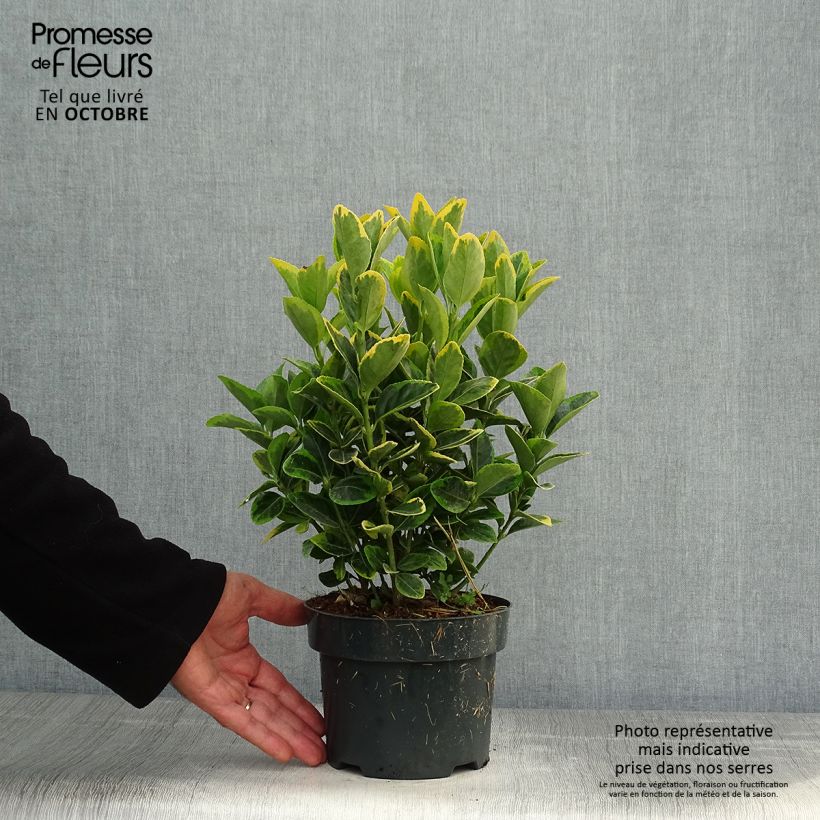 Euonymus japonicus Aureomarginatus - Japanese Spindle 2L/3L pot sample as delivered in autumn