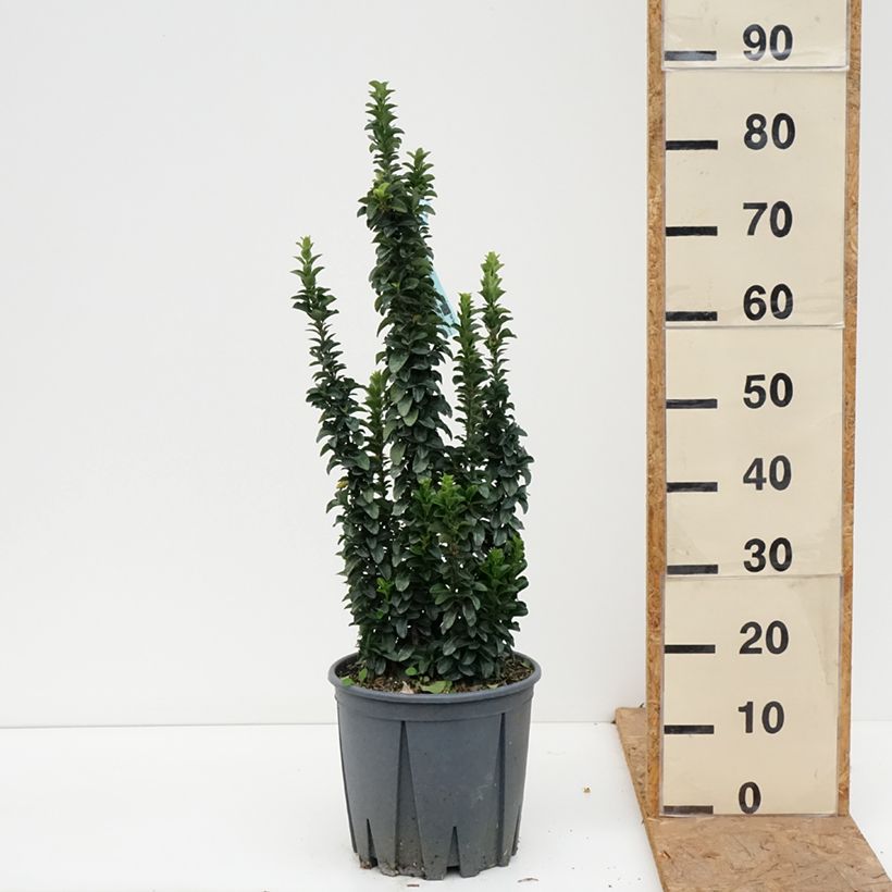 Euonymus japonicus Benkomasaki Erecta - Japanese Spindle 7.5L/10L pot sample as delivered in autumn