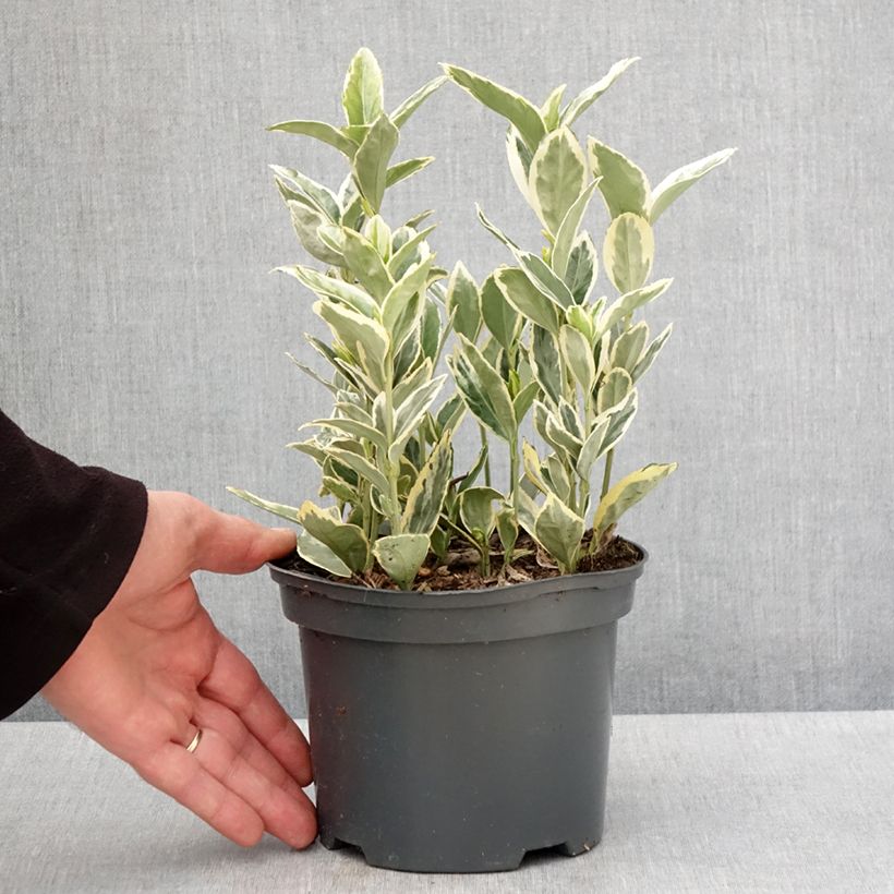 Euonymus japonicus Bravo - Japanese Spindle 2L/3L pot sample as delivered in spring