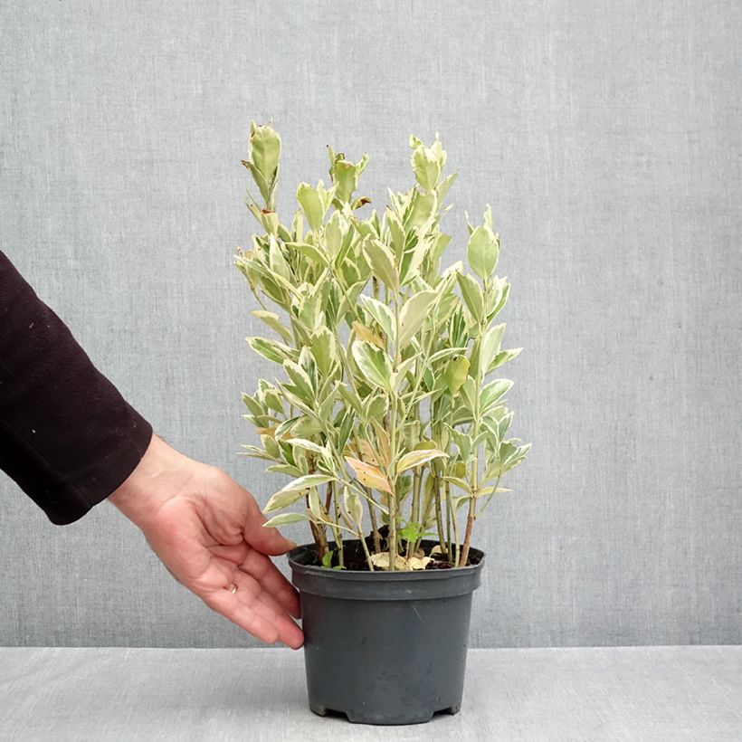 Euonymus japonicus Bravo - Japanese Spindle 2L/3L pot sample as delivered in autumn