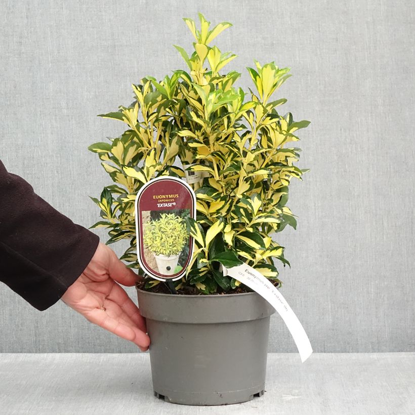 Euonymus japonicus Goldbolwi Exstase - Japanese Spindle 3L/4L pot sample as delivered in autumn
