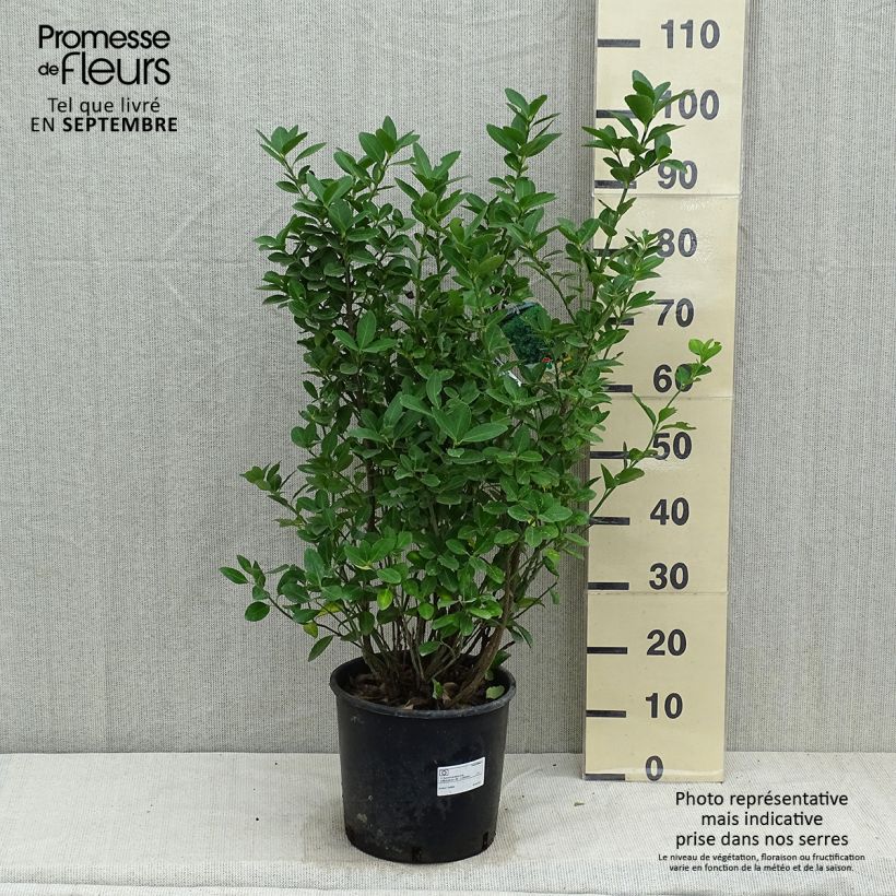 Euonymus japonicus - Japanese Spindle 7.5L/10L pot sample as delivered in autumn