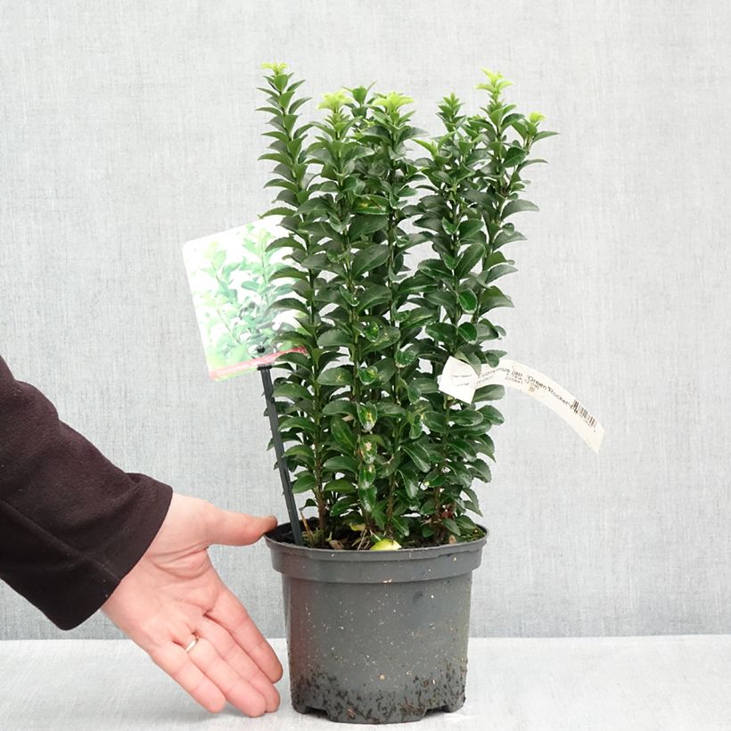 Euonymus japonicus Green Rocket - Japanese Spindle 2L/3L pot sample as delivered in autumn