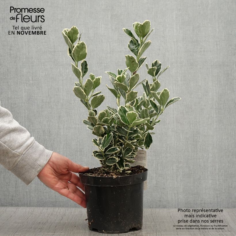 Euonymus japonicus Kathy - Japanese Spindle 2L/3L pot sample as delivered in autumn