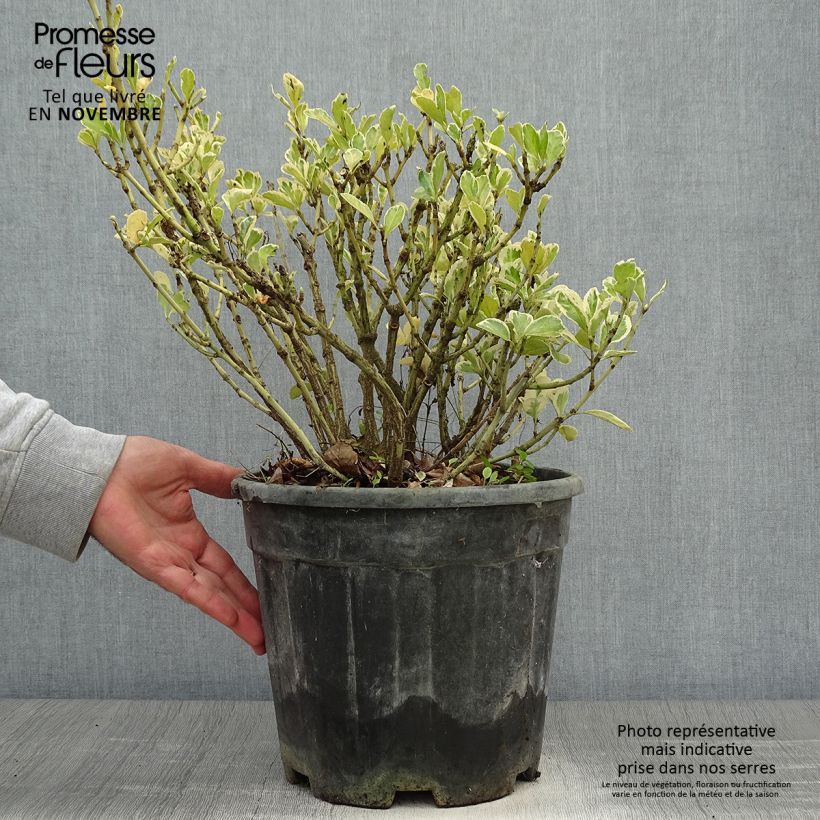 Euonymus japonicus Kathy - Japanese Spindle 7.5L/10L pot sample as delivered in autumn