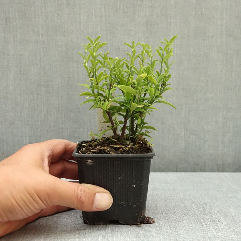 Euonymus japonicus Microphyllus - Japanese Spindle 8/9 cm pot sample as delivered in summer