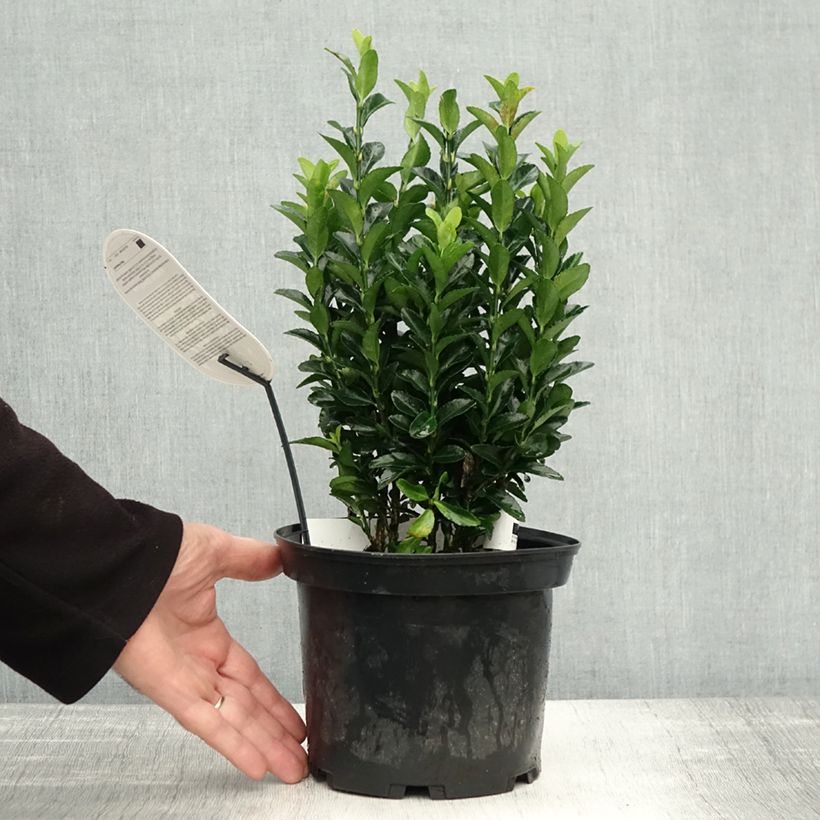Euonymus japonicus Paloma Blanca - Japanese Spindle 3L/4L pot sample as delivered in autumn
