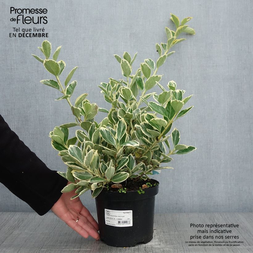 Euonymus japonicus Président Gauthier - Japanese Spindle 2L/3L pot sample as delivered in autumn