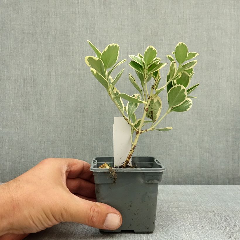 Euonymus japonicus Président Gauthier - Japanese Spindle 8/9 cm pot sample as delivered in summer