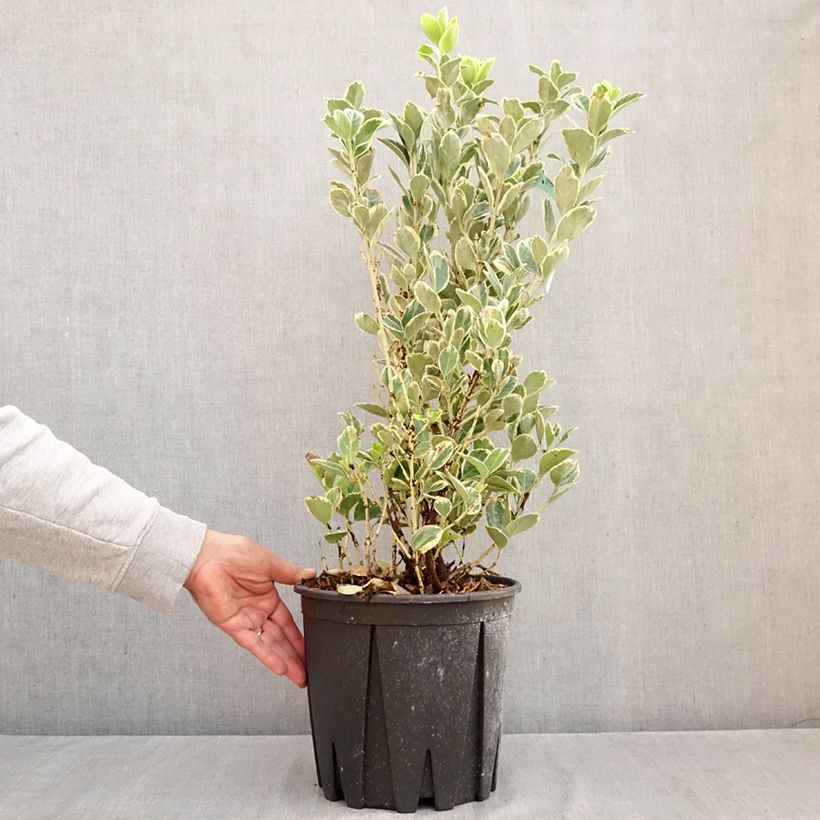 Euonymus japonicus Président Gauthier - Japanese Spindle 7.5L/10L pot sample as delivered in autumn