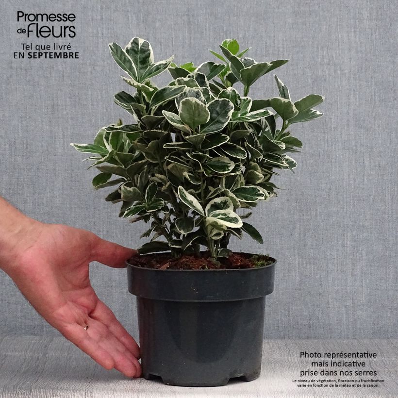 Euonymus japonicus Suzanne - Japanese Spindle 2L/3L pot sample as delivered in autumn