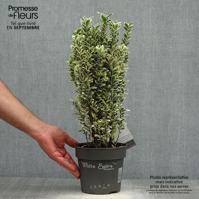Euonymus japonicus White Spire - Japanese Spindle 2L/3L pot sample as delivered in autumn