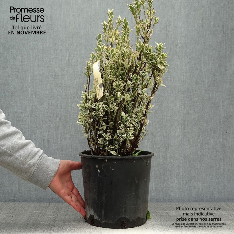 Euonymus japonicus White Spire - Japanese Spindle 7.5L/10L pot sample as delivered in autumn