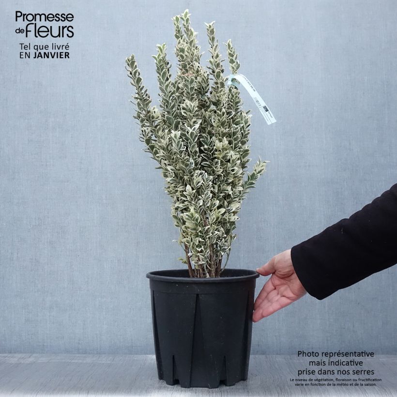 Euonymus japonicus White Spire - Japanese Spindle 7.5L/10L pot sample as delivered in winter