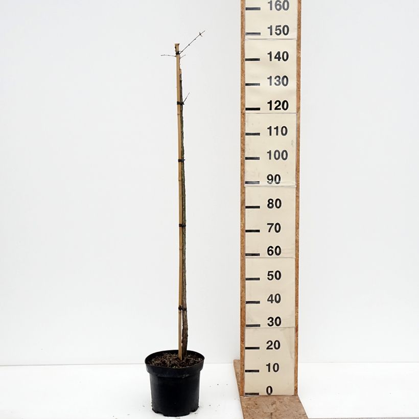 Euonymus phellomanus Silver Surprise 4L/5L pot, Standard sample as delivered in winter