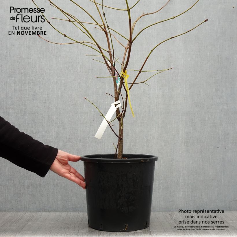 Euonymus planipes - Euonymus 7.5L/10L pot sample as delivered in autumn