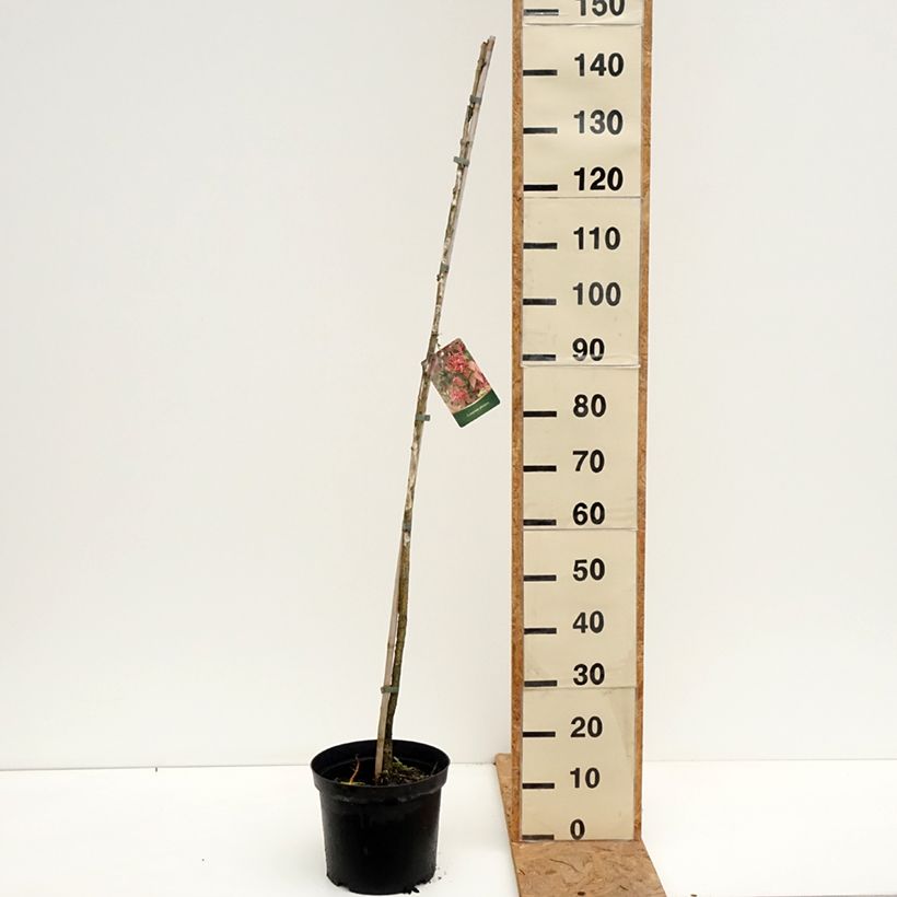 Euonymus planipes - Euonymus 7.5L/10L pot sample as delivered in autumn
