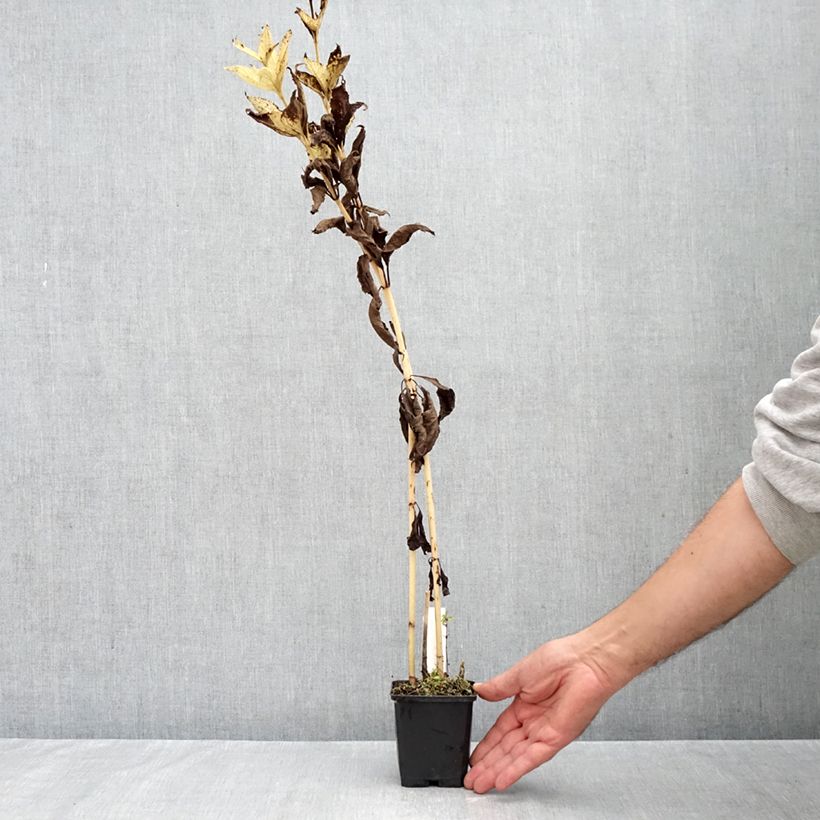 Eupatorium fistulosum var. albidum Bartered Bride 8/9 cm pot sample as delivered in autumn