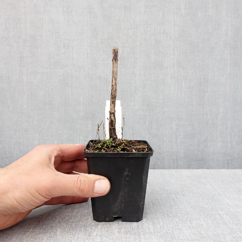 Eupatorium fistulosum var. albidum Bartered Bride 8/9 cm pot sample as delivered in spring