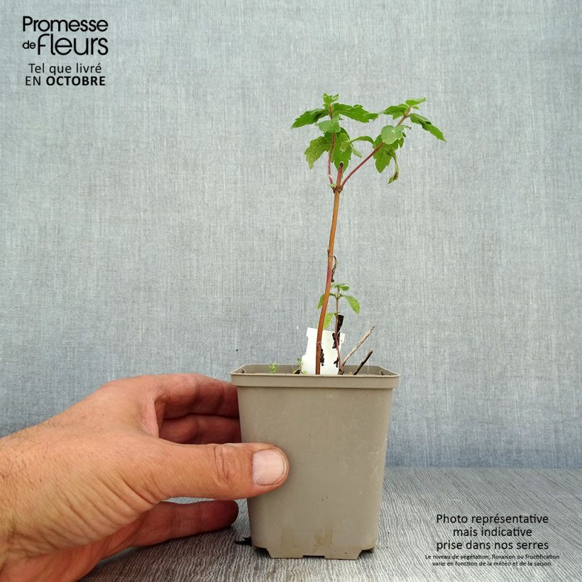 Eupatorium cannabinum Plenum 8/9 cm pot sample as delivered in autumn