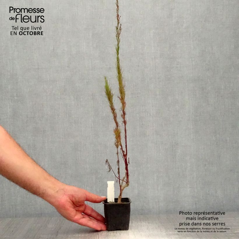 Eupatorium capillifolium Elegant Plume 8/9 cm pot sample as delivered in autumn