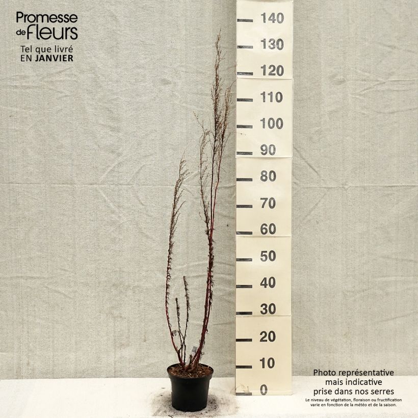 Eupatorium capillifolium Elegant Plume 2L/3L pot sample as delivered in winter