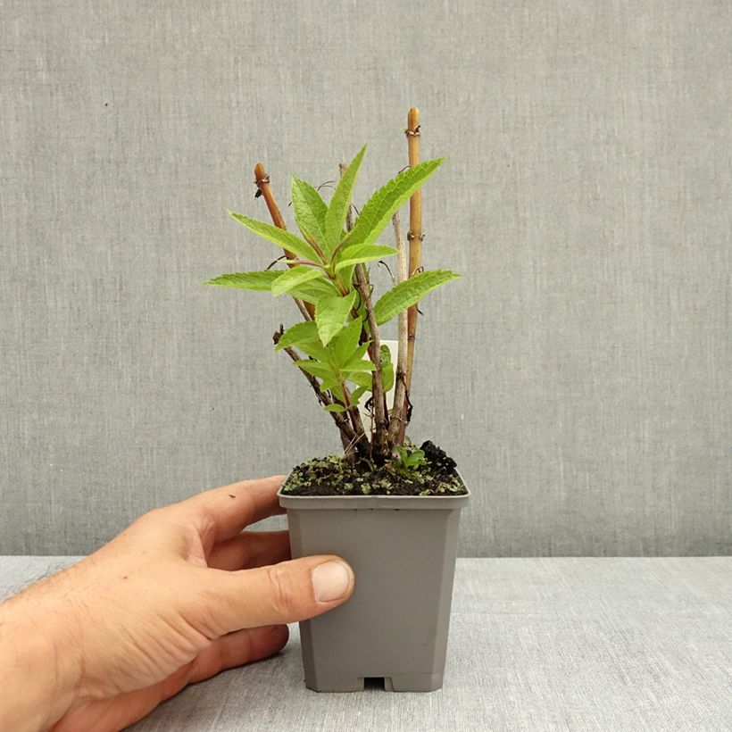 Eupatorium dubium Baby Joe 8/9 cm pot sample as delivered in summer