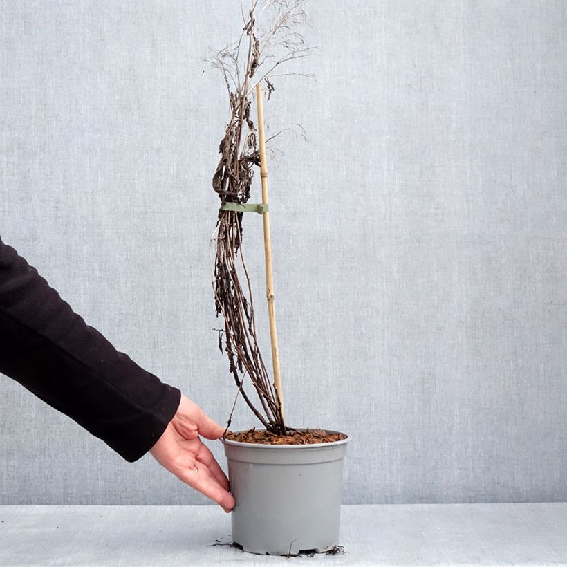 Eupatorium dubium Baby Joe 2L/3L pot sample as delivered in spring