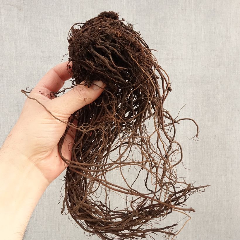 Eupatorium maculatum Atropurpureum Bare root sample as delivered in winter