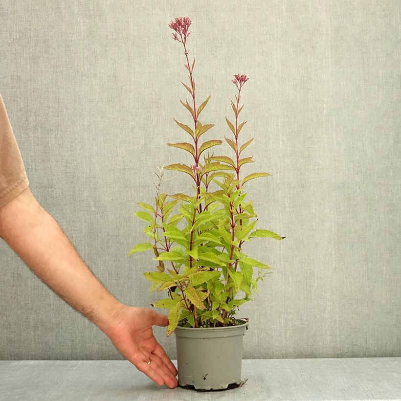 Eupatorium maculatum Phantom 2L/3L pot sample as delivered in summer