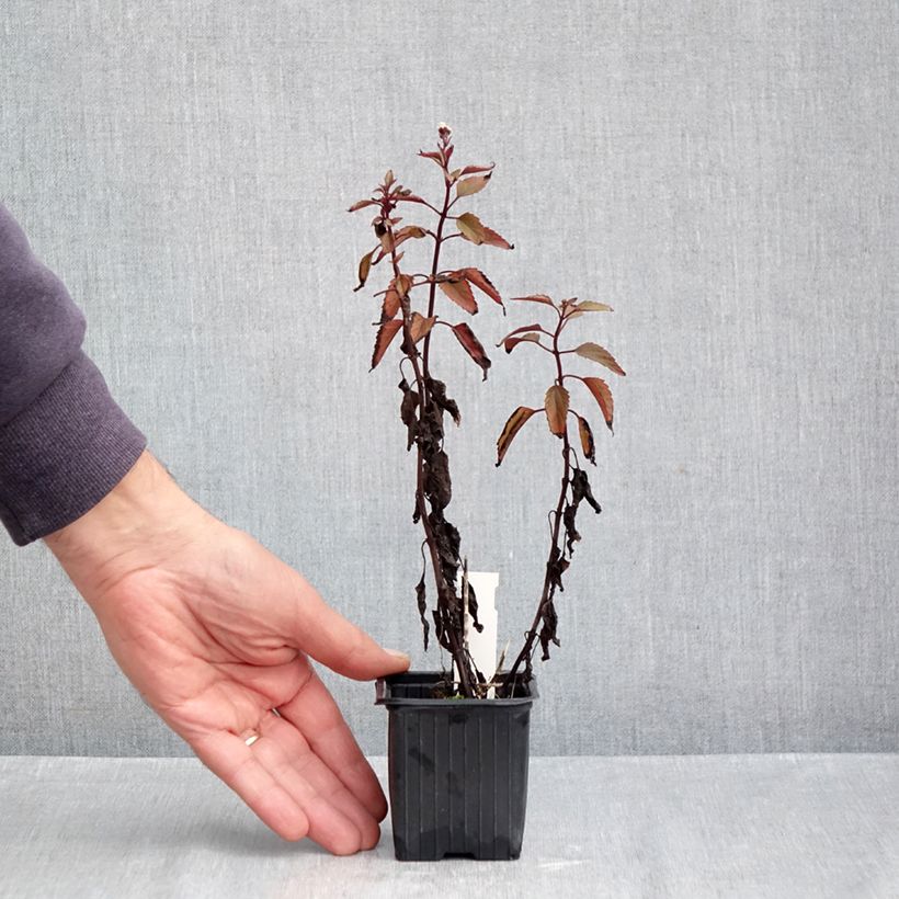 Eupatorium rugosum Chocolate 8/9 cm pot sample as delivered in autumn