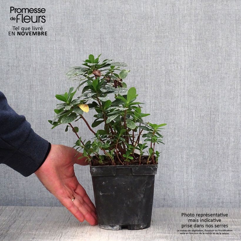 Euphorbia amygdaloïdes var. robbiae - Spurge 2L/3L pot sample as delivered in autumn