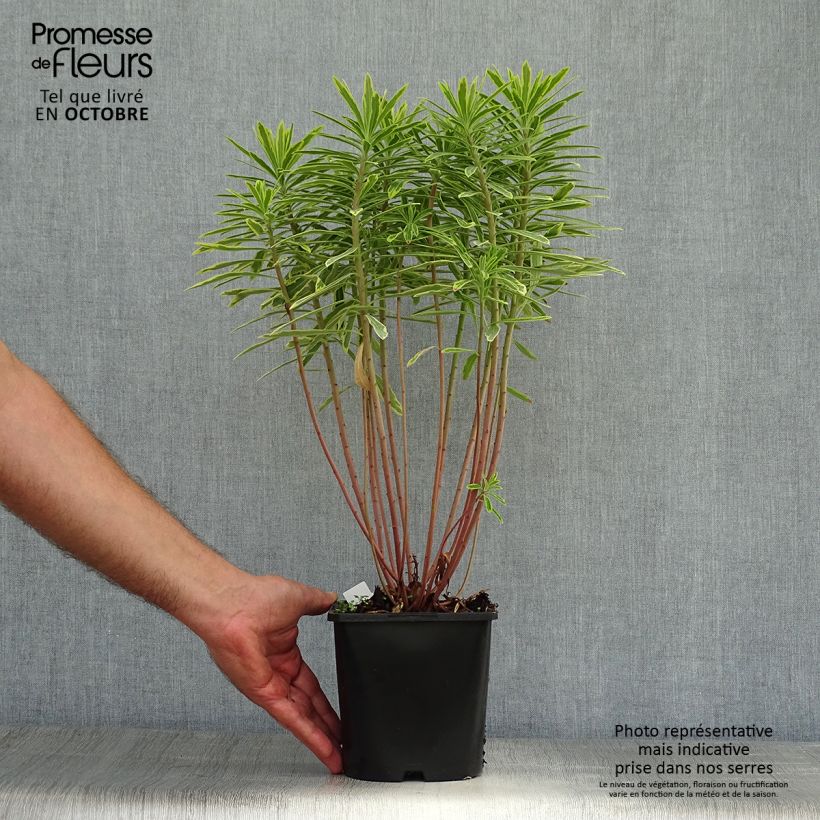 Euphorbia martinii Ascot Rainbow - Spurge 1.5L/2L pot sample as delivered in autumn
