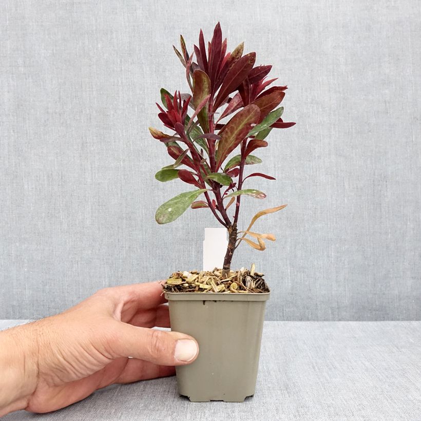 Euphorbia characias Black Bird - Spurge 8/9 cm pot sample as delivered in spring