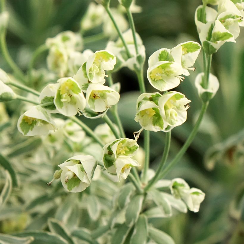 Euphorbia characias Glacier Blue - Spurge (Flowering)