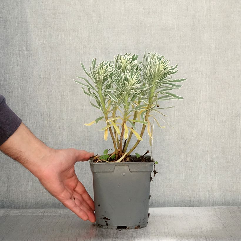 Euphorbia characias Glacier Blue - Spurge 1.5L/2L pot sample as delivered in autumn