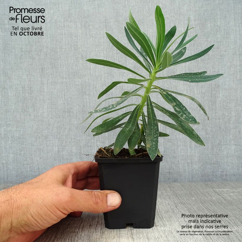 Euphorbia characias Humpty Dumpty - Spurge 8/9 cm pot sample as delivered in autumn